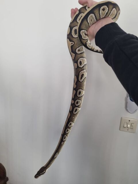 Donne python royal 0 11410 Salles-sur-l'hers