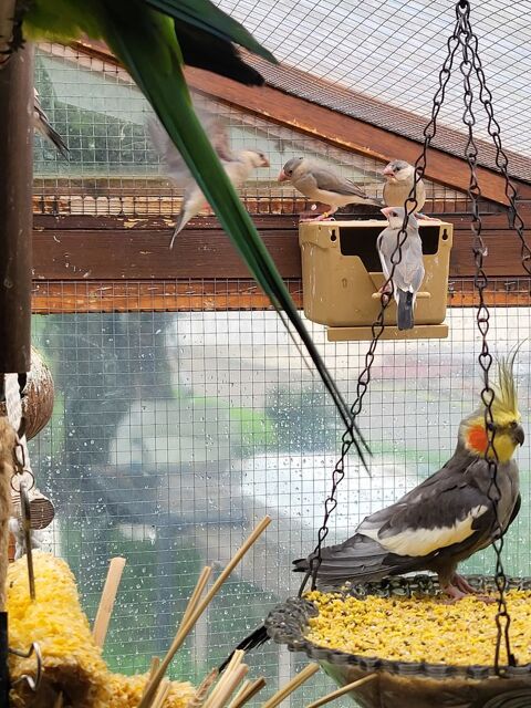 Padda oiseaux exotique 25 69360 Communay