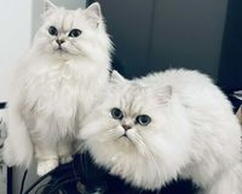   Superbe chaton persan chinchilla . 