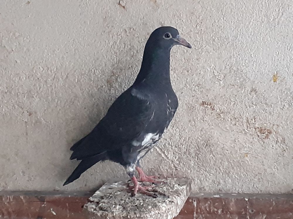   JEUNES PIGEONS TYPE VOYAGEUR 