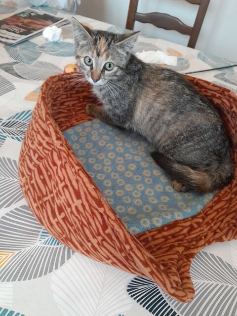 Don 2 chatons. 0 64460 Ponson-dessus