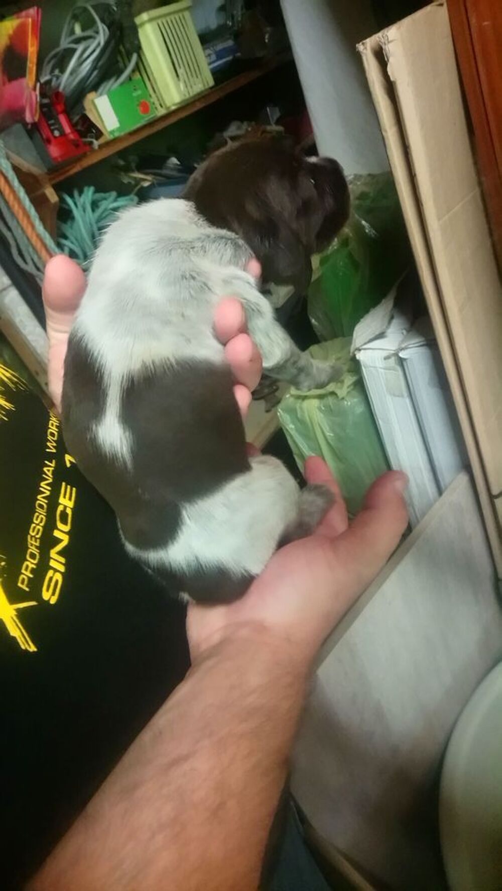   chiot drathaar mâle 