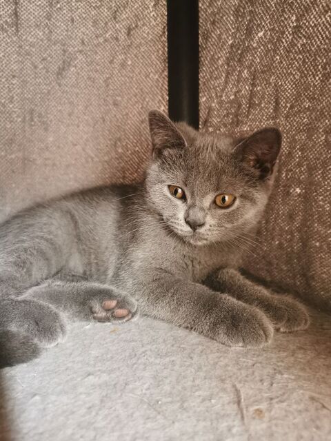Chatons type british shorthair  900 59300 Valenciennes