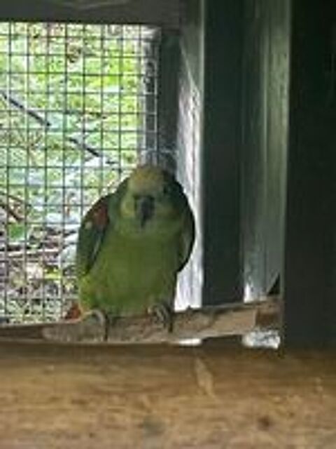   Amazone  front bleu mle  
