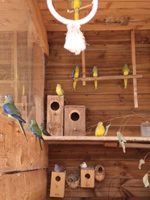   Perruches turquoisines 