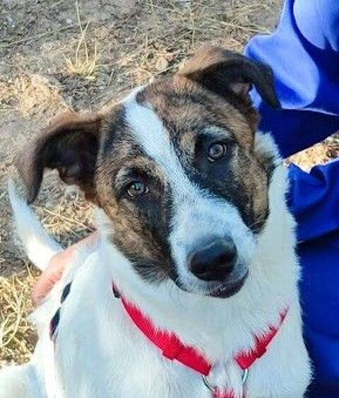 Dany 11 mois, un chien parfait OK tout tr&egrave;s facile (ok chat) 195 24140 Douville