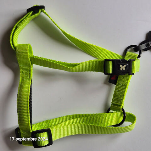 Harnais chien rglable,  taille moyenne vert pomme pour  chi 49400 Saumur