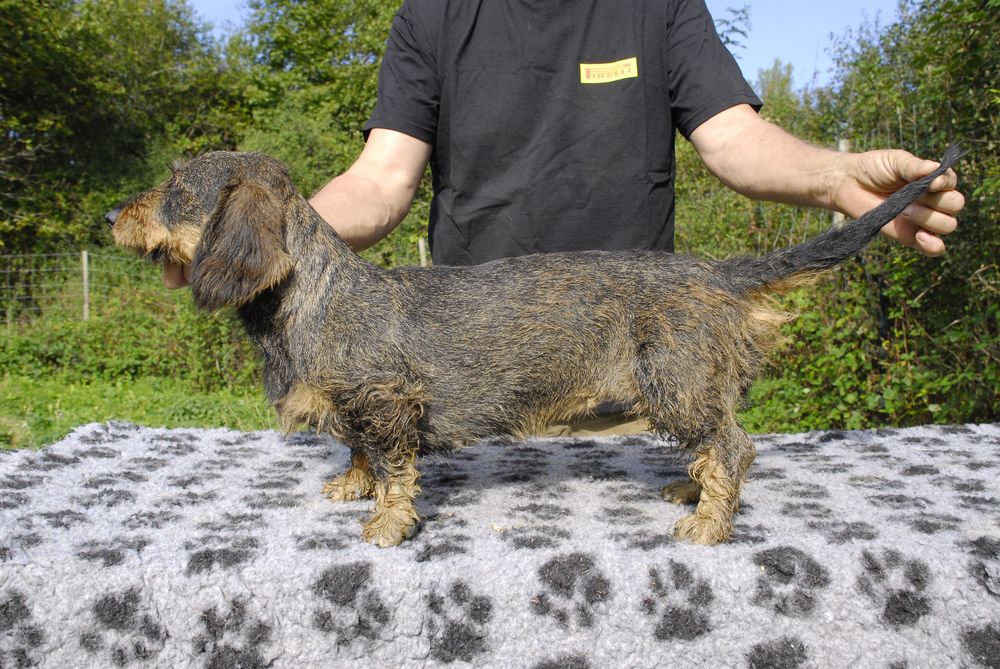   Chiots TECKEL A POIL DUR disponibles vers le 22 janvier 2024 