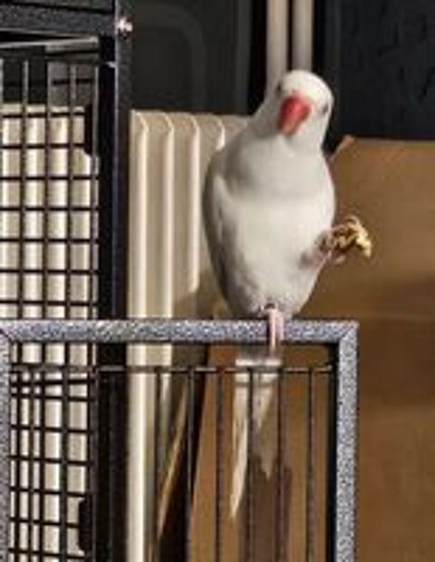    perruche � collier. Blanche  