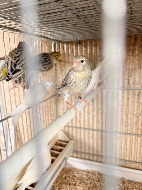 Canaris Agathe mosa&iuml;que jaune 30 60380 Morvillers