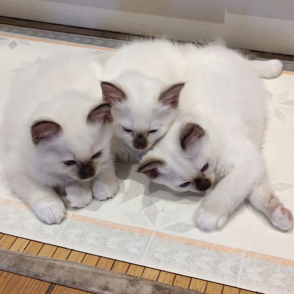   Chatons Sacrés de Birmanie LOOF 