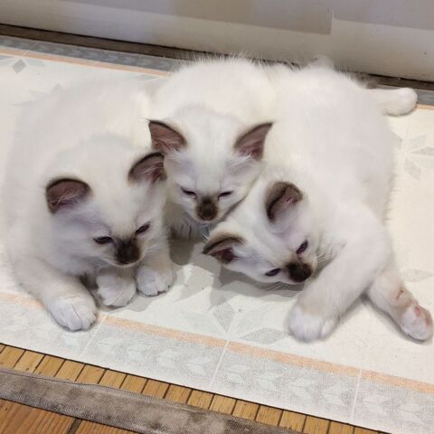 Chatons Sacr&eacute;s de Birmanie LOOF 1200 33570 Montagne