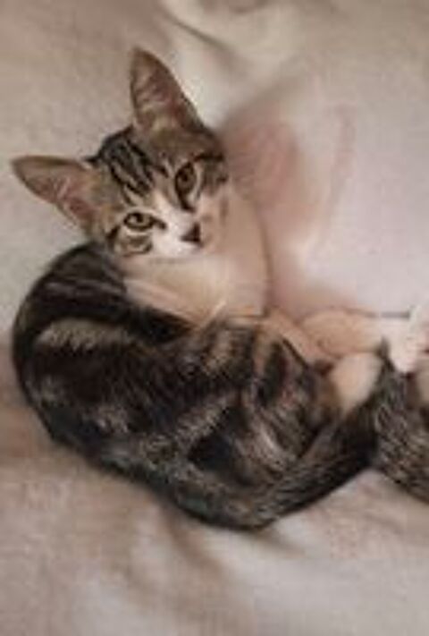   Donne chaton femelle de 3 mois  