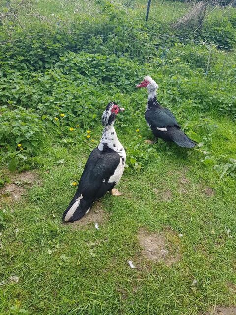 Canard de barbarie male. 20 77540 Courpalay