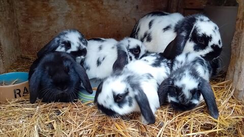 Lapereaux / lapin bliers nains 17360 La clotte