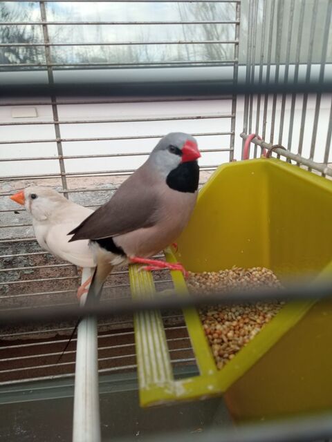 Bavette longue queue 15 44460 Fgrac