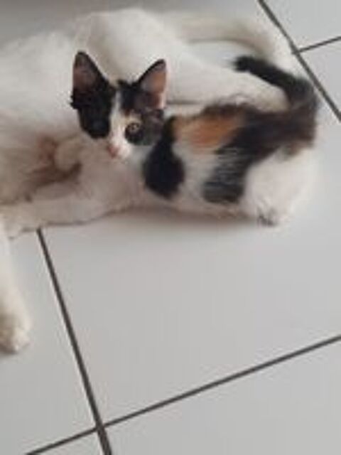   Chatons à donner, en Martinique  