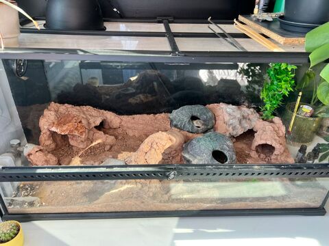 Couple Gecko L&eacute;opard + Terrarium 45/45/90 180 91360 Épinay-sur-orge