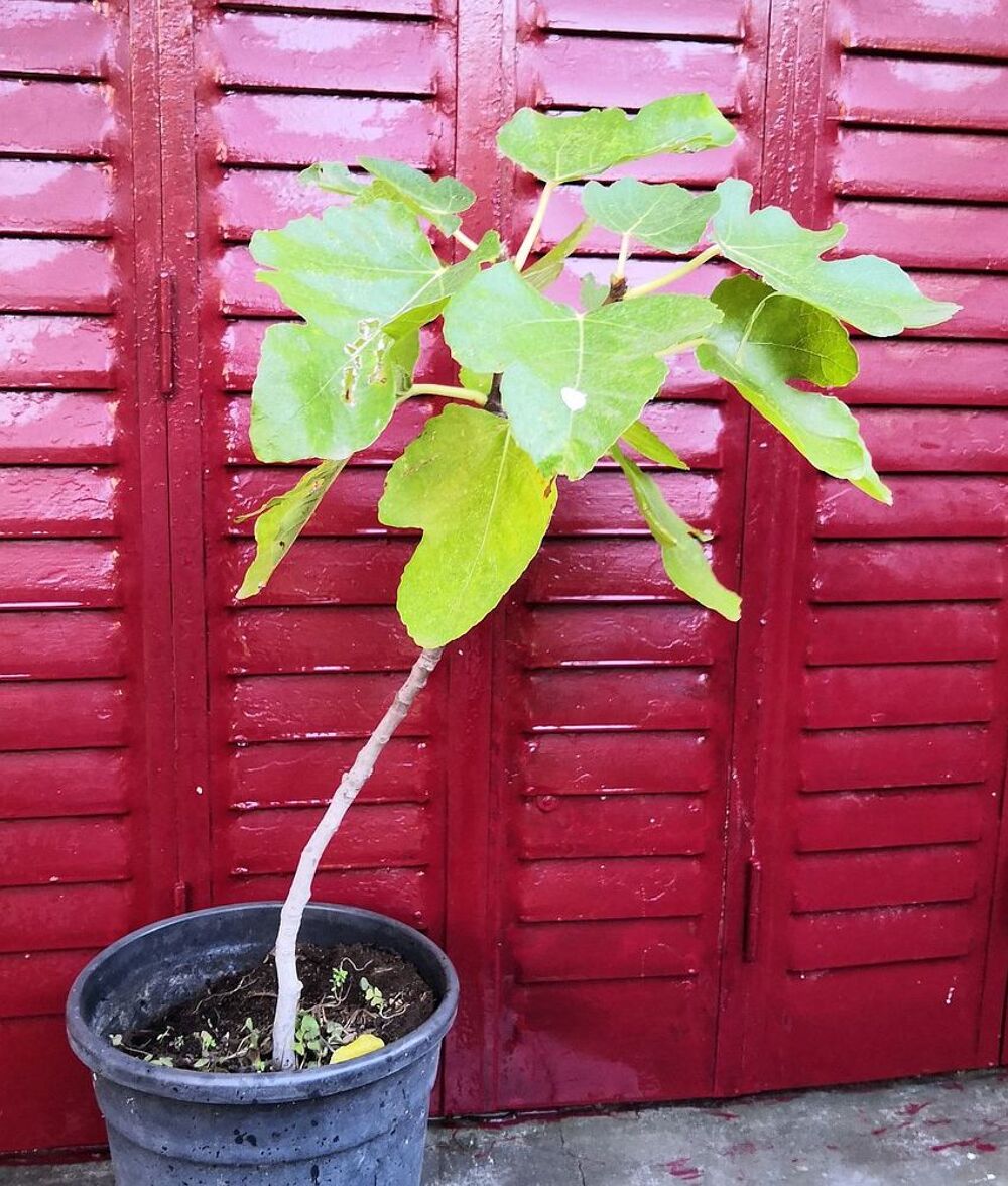 Plant de Figuier &agrave; figues noires Jardin