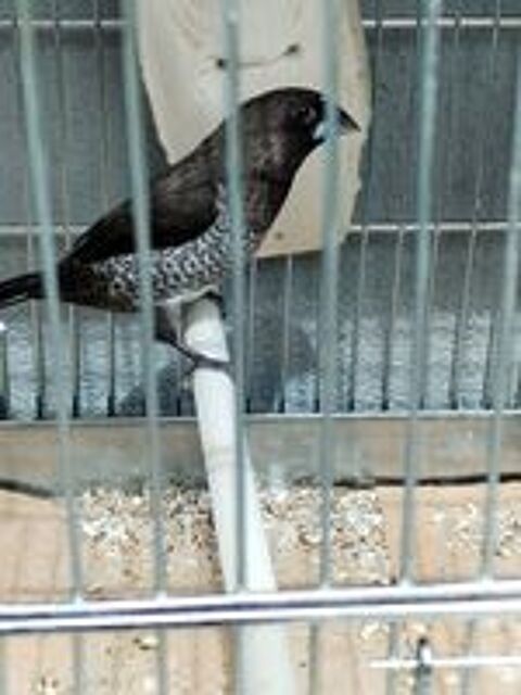   Moineau du japon perlée  