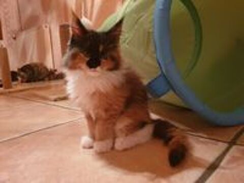   Adorables Chatons Maine Coon 