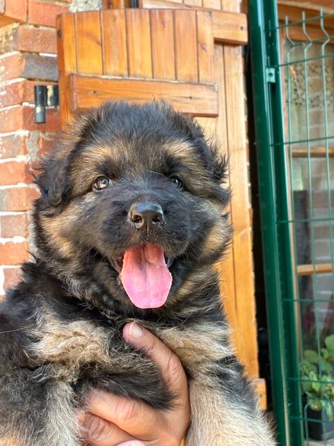BERGER ALLEMAND POIL LONG 600 45420 Bonny-sur-loire