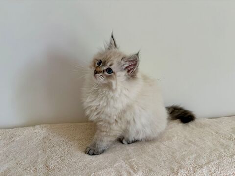 Magnifiques chatons sib&eacute;riens 1500 10000 Troyes