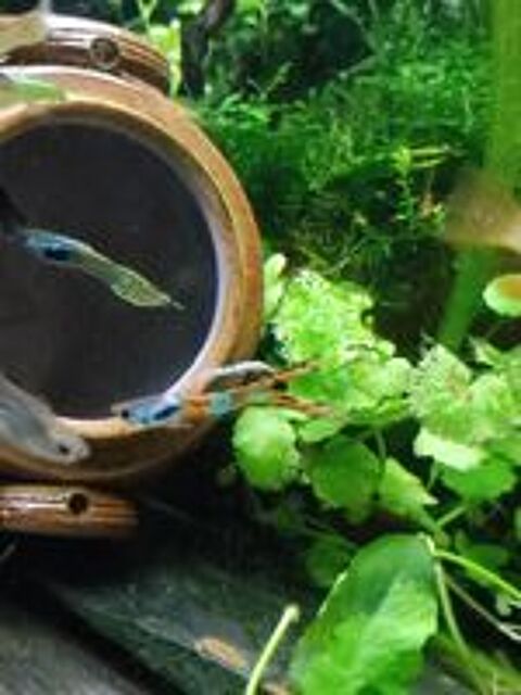   Crevettes et guppys 1€ (voir tarif plantes) 