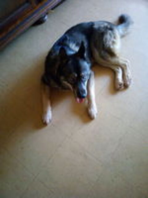   CHIEN 1 an husky  