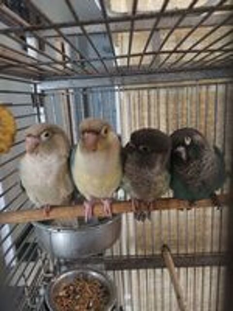   Couple oiseaux pyrurra conures 