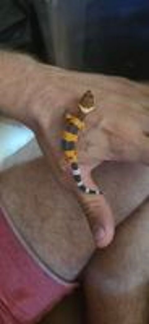   Gecko Leopard Juvenile  