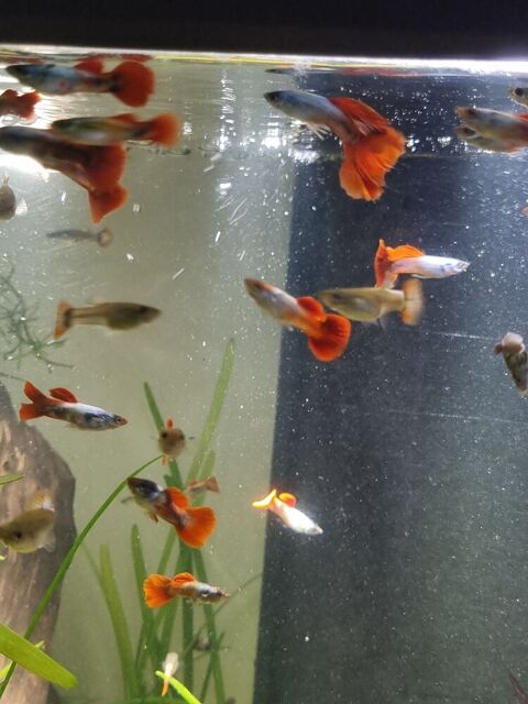 guppys blue dream caudal fin red 20 38100 Grenoble