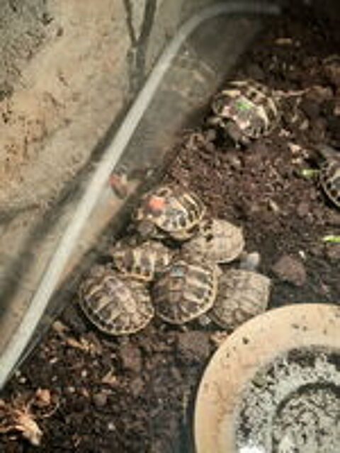   Petites tortues herman 