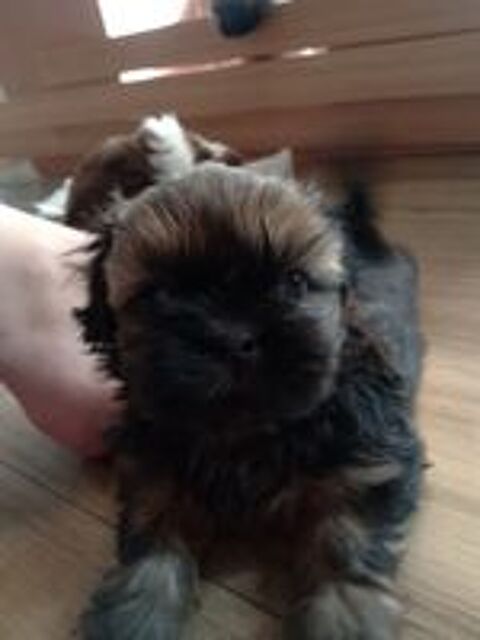   Chiot type Shih Tzu.
