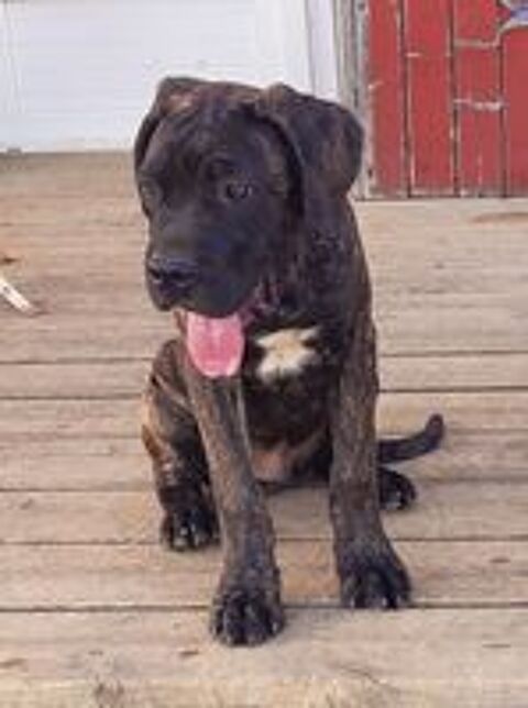   Chiots mâles CANE CORSO PURE RACE LOF 