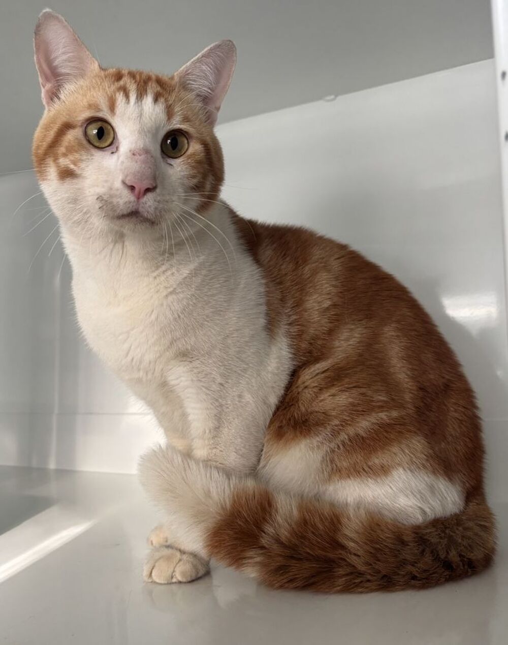   BUZZ, chat blanc et roux 3 ans 