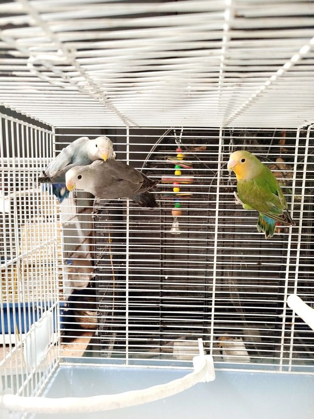   Ins�parables roseicollis  