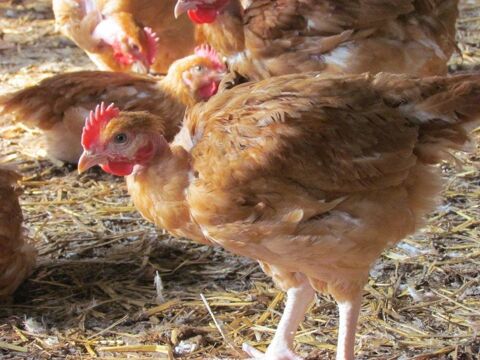 Poulets démarrés  de chair cou nu 1 47400 Tonneins