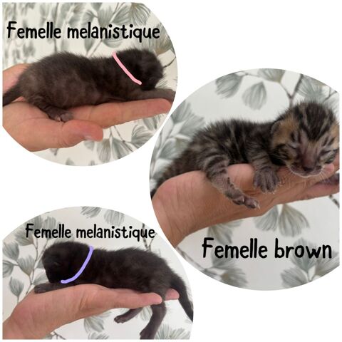 Chatons bengal femelle LOOF couleur rare 1600 75001 Paris