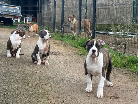 American bully XL  850 03250 Ch�tel-montagne