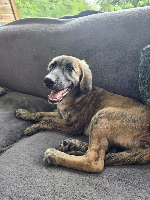 Ama&euml;l, M&acirc;le, X Berger, n&eacute; le 24/04/2026 🐶 300 92000 Nanterre