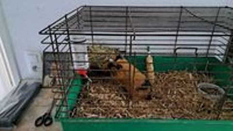    cochon dinde 