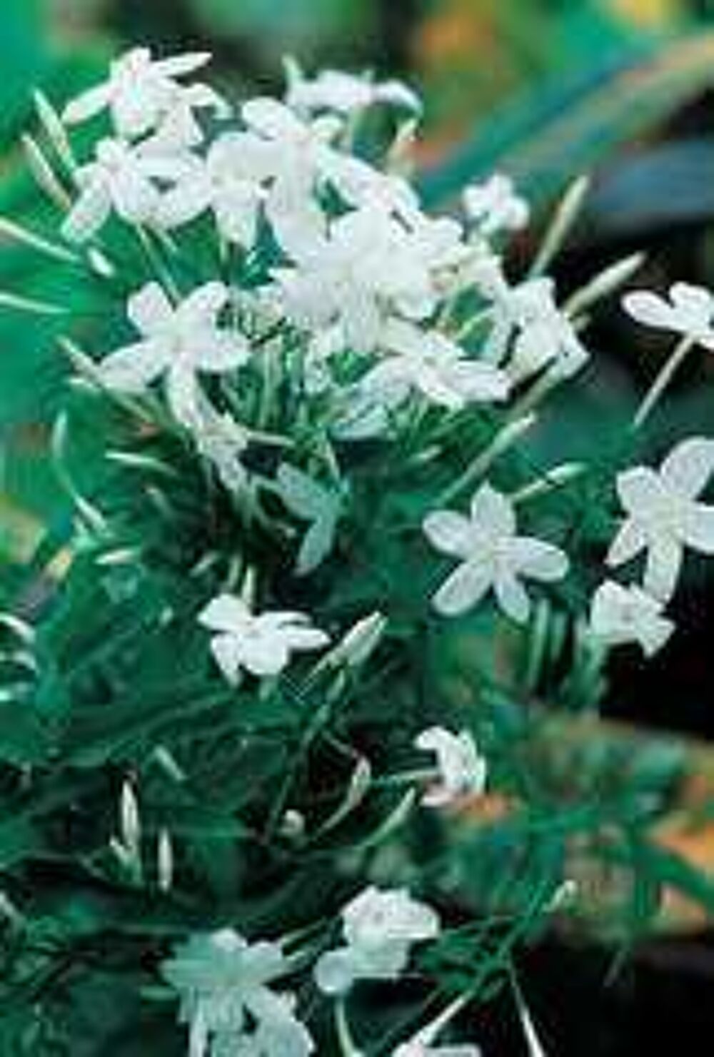 fleurs , plantes , graines, pots en terre Jardin