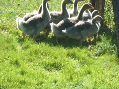 OISON 20 87520 Oradour-sur-glane