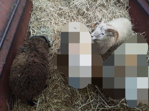 deux m&acirc;le ouessant 160 55110 Gesnes-en-argonne