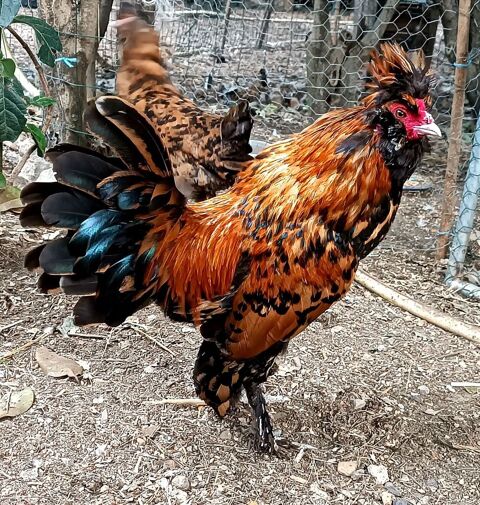 Oeufs f&eacute;cond&eacute;s Pavlov dor&eacute; 3 34750 Villeneuve-lès-maguelone