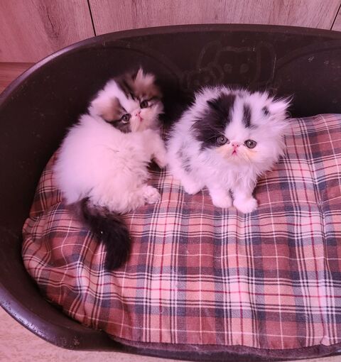 MAGNIFIQUES CHATONS PERSANS LOOF 950 06400 Cannes