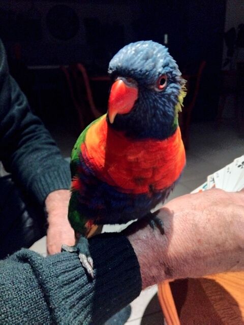 Perroquet loriquet arc en ciel.  180 66470 Sainte-marie