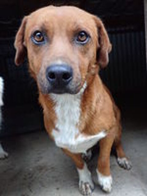   Duphy � l'adoption 