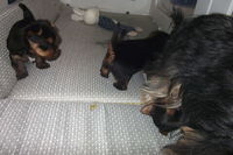   MAGNIFIQUE CHIOTS YORKSHIRE TERRIER 